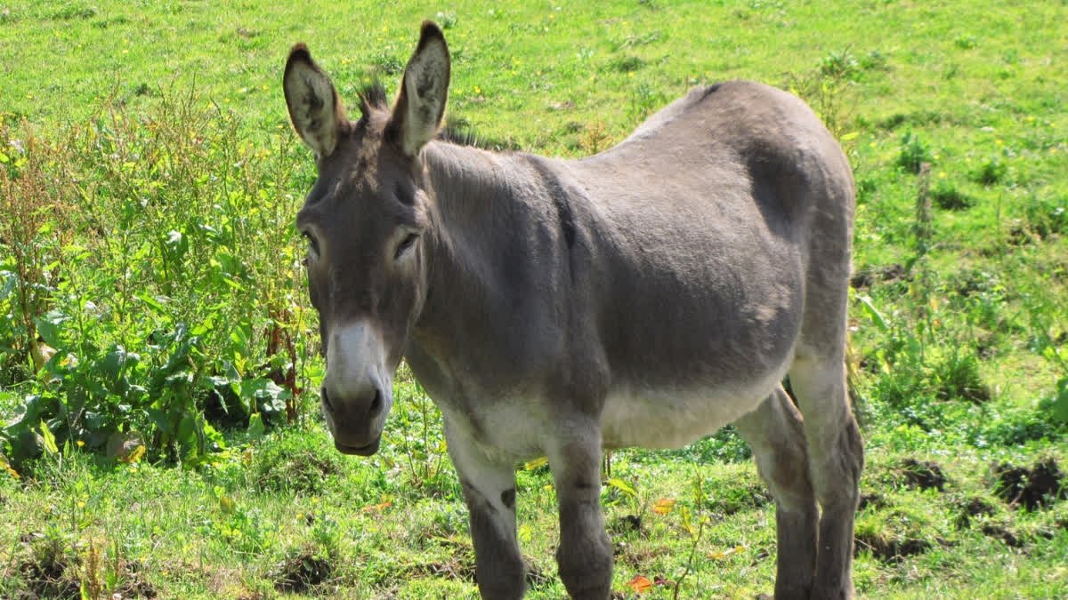 Gadhi Ka Doodh Pine Ke Fayde Donkey Milk Benefits Which animal's milk is the most expensive  in the world