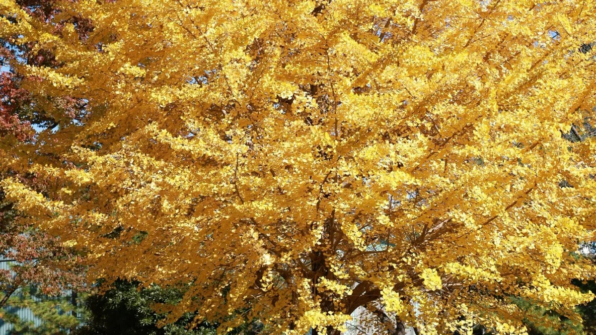 The leaves of the dinosaur-era Ginkgo biloba tree are beneficial for diabetes patients, learn about its other benefits.