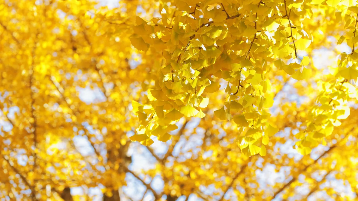 The leaves of the dinosaur-era Ginkgo biloba tree are beneficial for diabetes patients, learn about its other benefits.