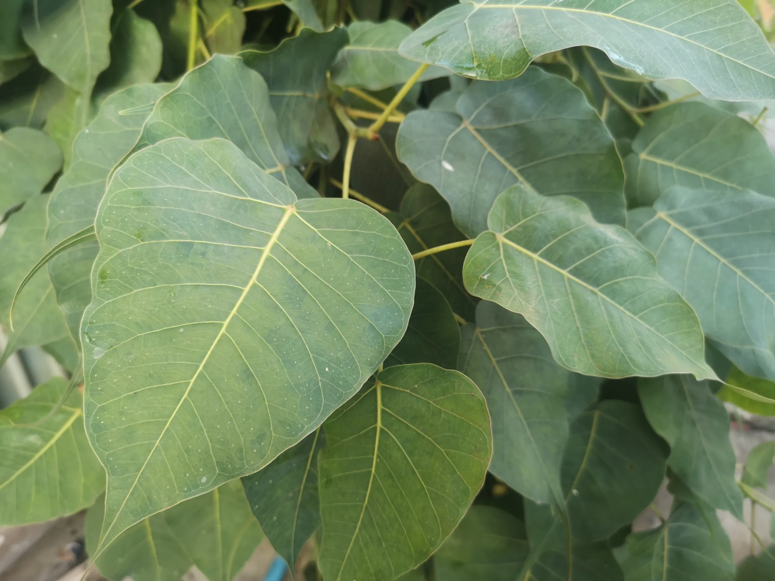 health Benefits of Ficus religiosa  leaves  or  Peepal leave,