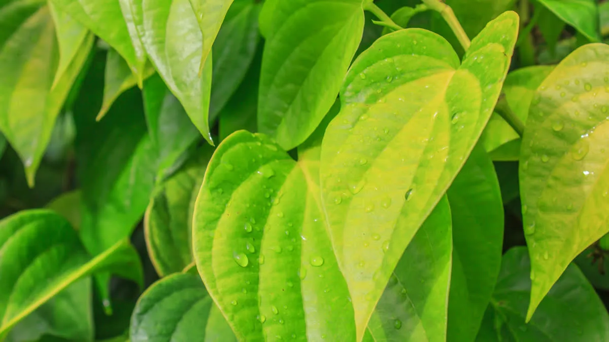 Grow betel leaves in a pot at home in this easy way, learn the complete process