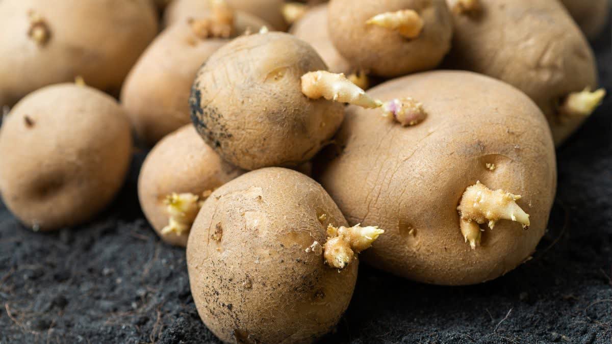 Do you also eat sprouted potatoes, onions and garlic? So be careful! Know the reason