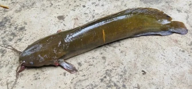 State Fish Of Jharkhand