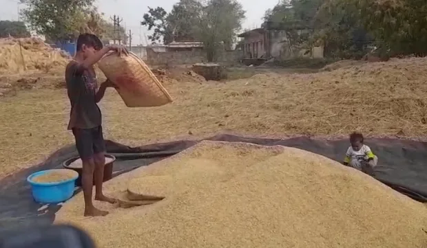 Paddy Procurement In Jharkhand