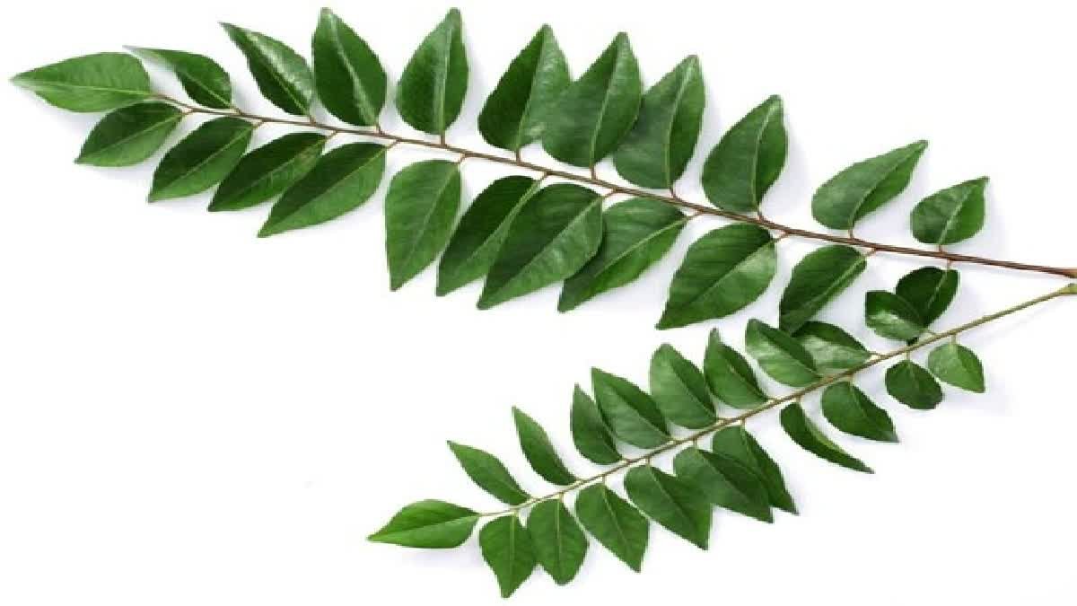 Learn about the benefits of these 5 leafy green vegetables; you'll start eating them from today!