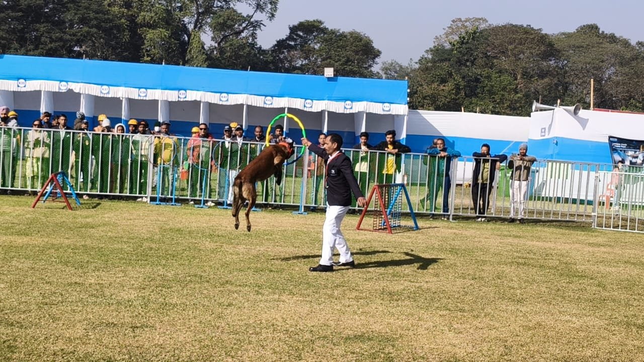 International Dog Championship Show