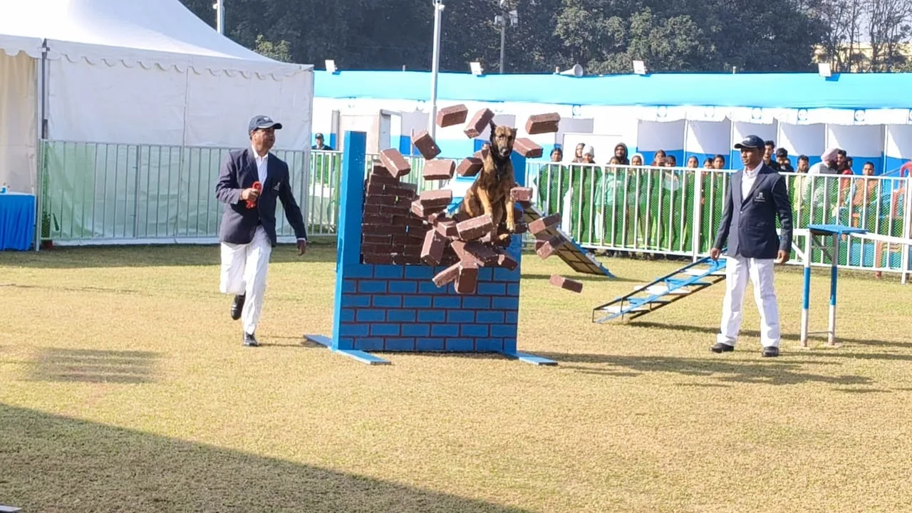 International Dog Championship Show