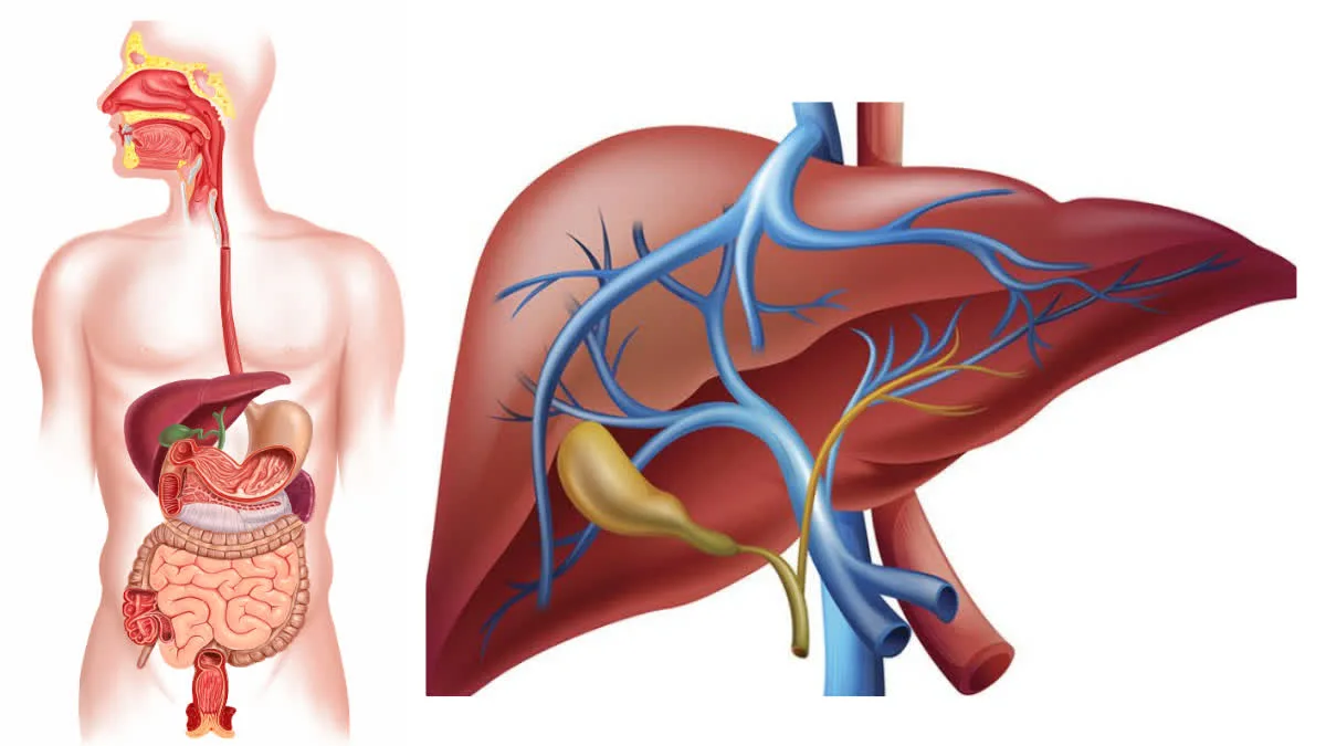 A GGT test can detect any problems or diseases in the liver or bile ducts. Learn how?