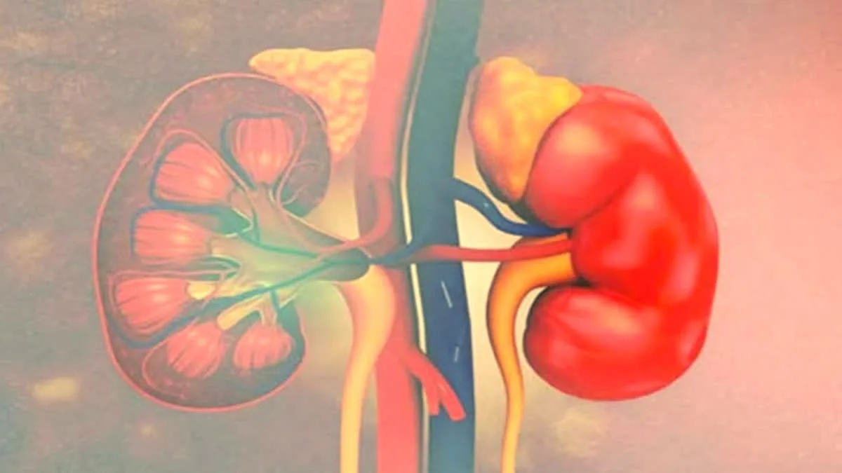 Kidney disease is a silent killer find out who should get their kidneys checked.