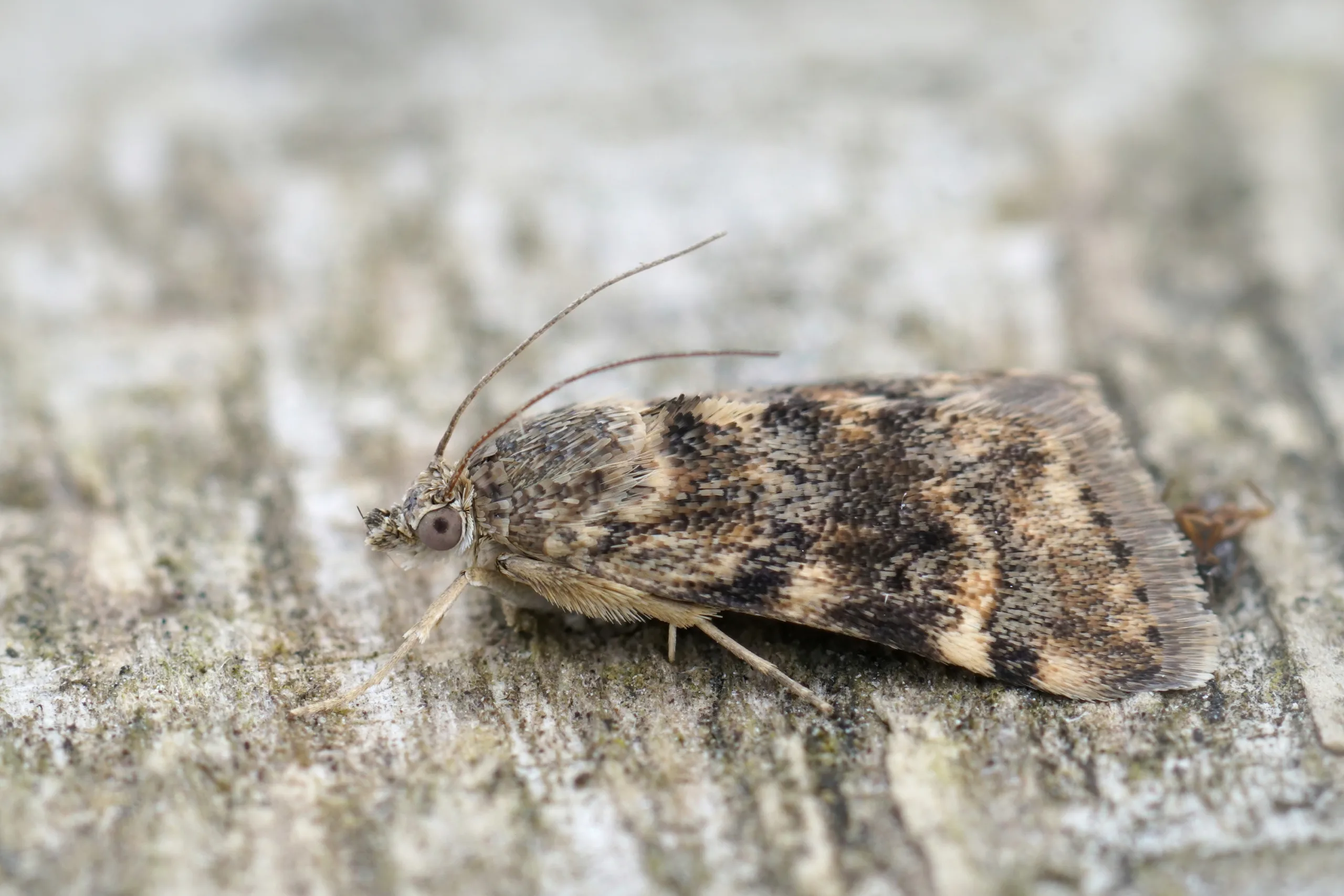 Troubled by 'Drain Flies' or 'Sewer Flies'? Then you must try these remedies.