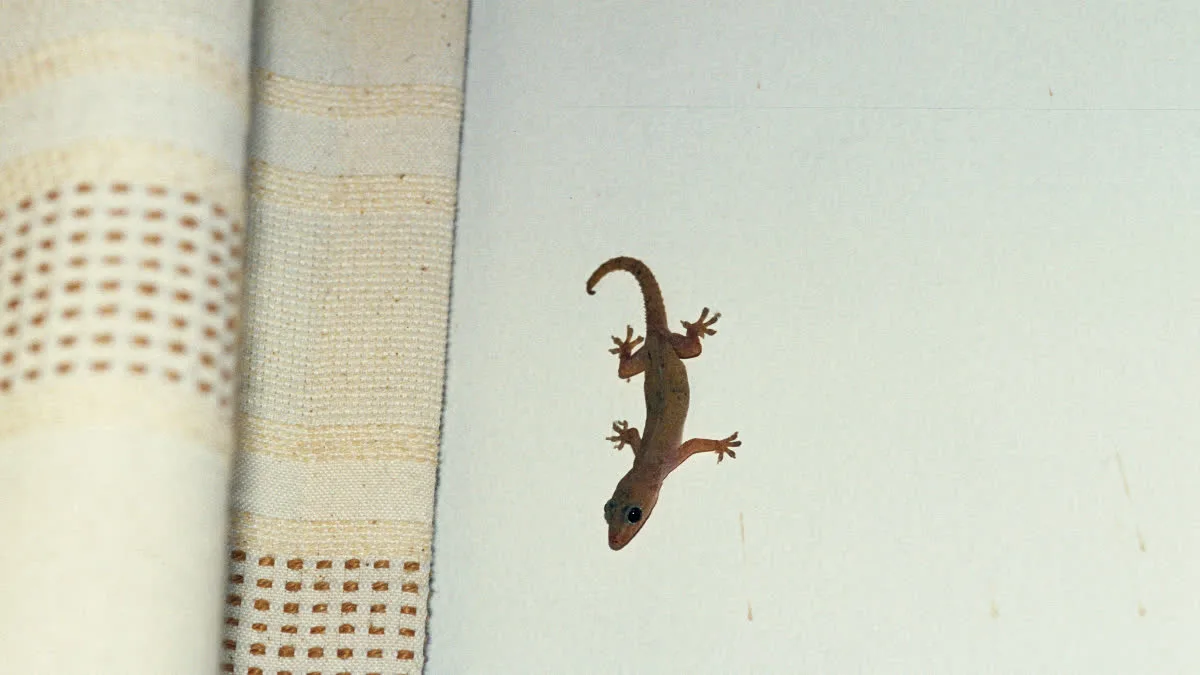These are the reasons why lizards enter your home; learn how to get rid of them naturally.