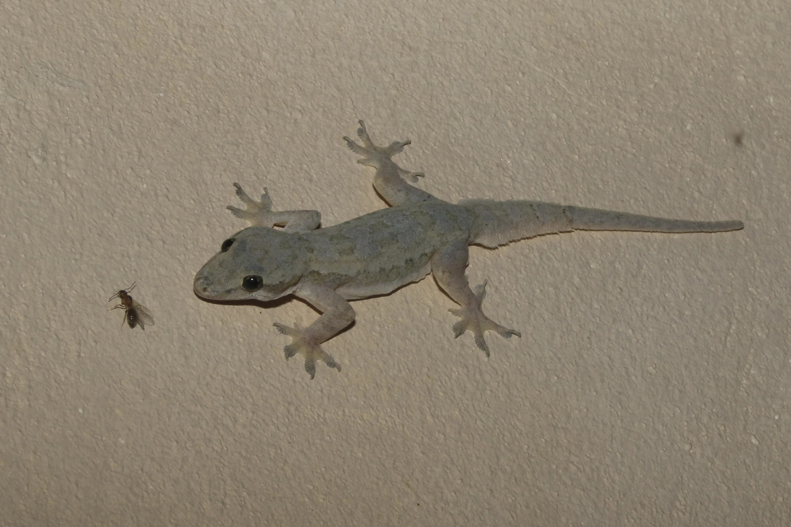 These are the reasons why lizards enter your home; learn how to get rid of them naturally.
