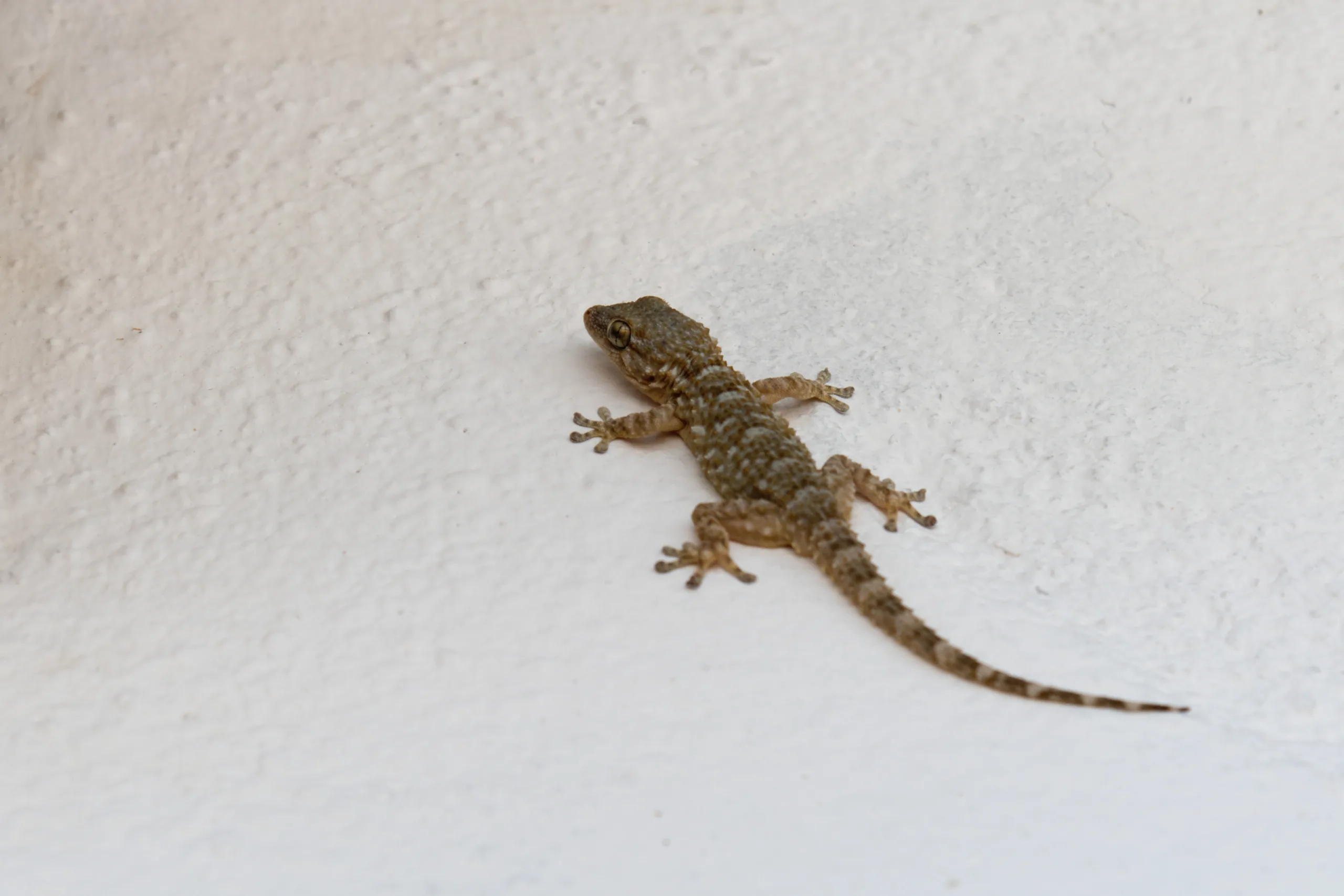 These are the reasons why lizards enter your home; learn how to get rid of them naturally.