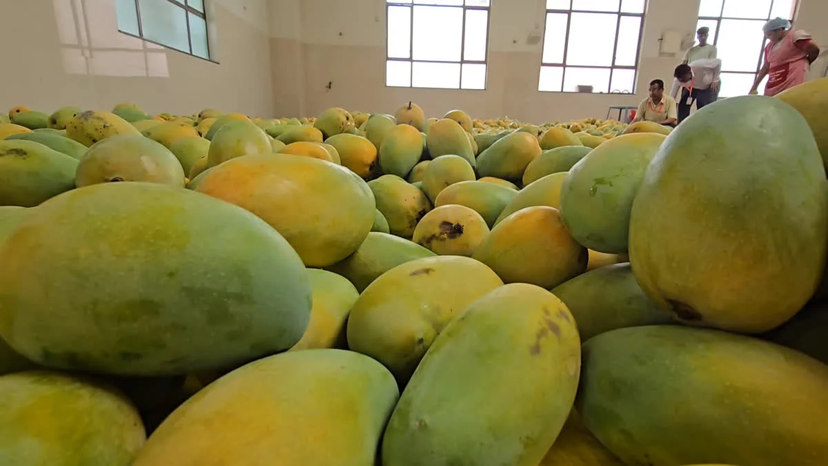 Be Sure to Learn These Simple Methods to Identify Chemically Ripened Mangoes