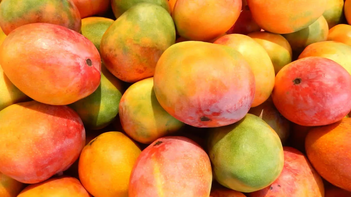 Be Sure to Learn These Simple Methods to Identify Chemically Ripened Mangoes