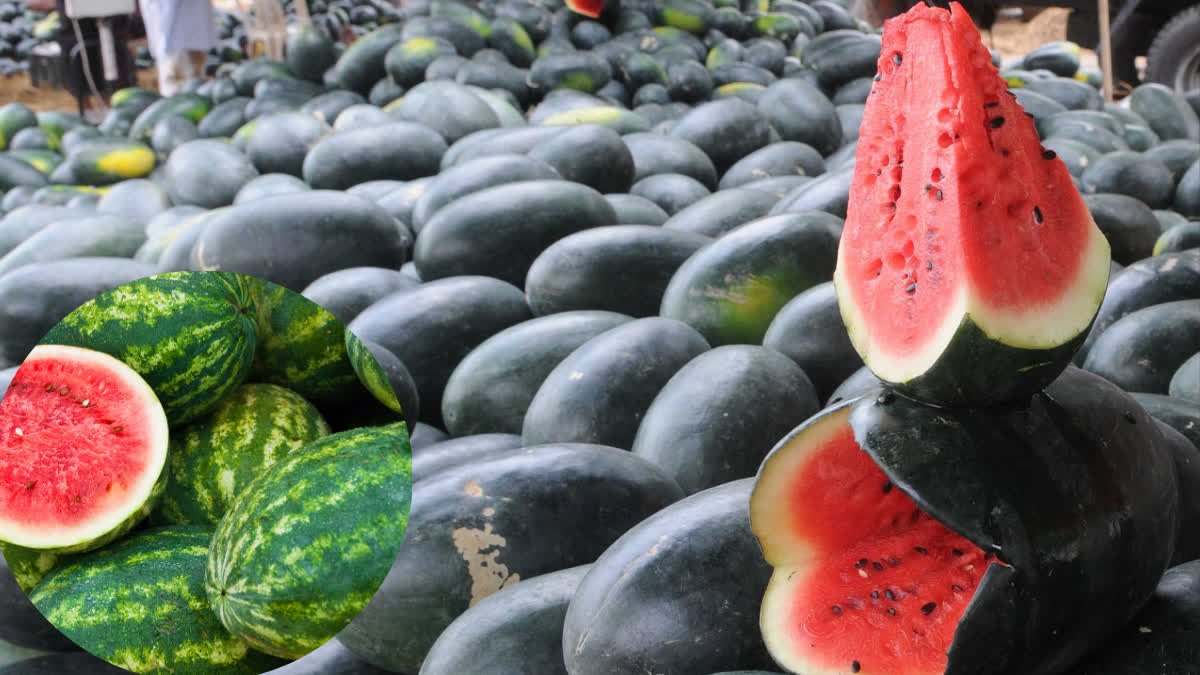 Can Diabetics Eat Watermelon? Find Out Who Should Exercise Caution When Consuming It