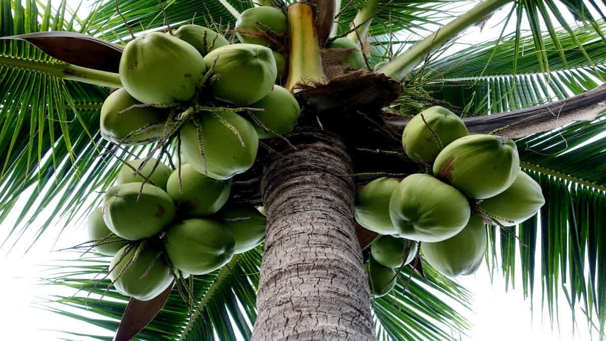 The trick has been found, use it to determine whether a coconut has little or a lot of water.