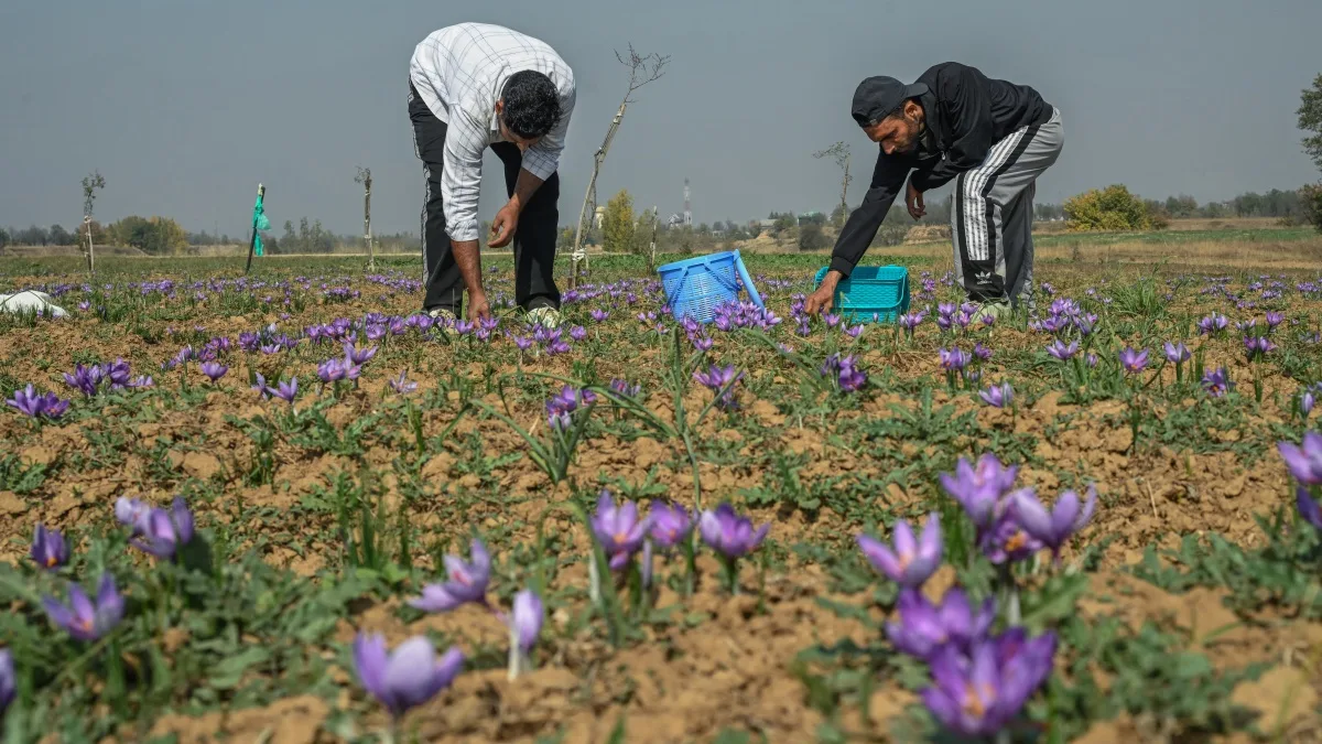 Saffron Price Hike India
