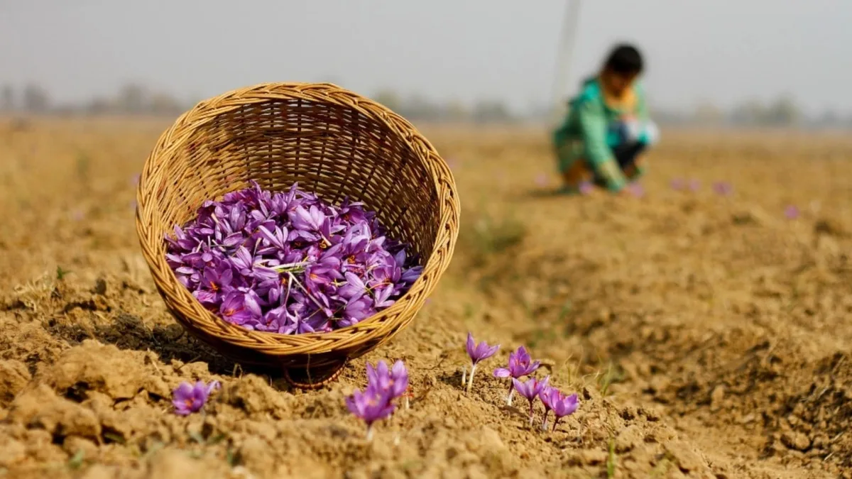 Saffron Price Hike India