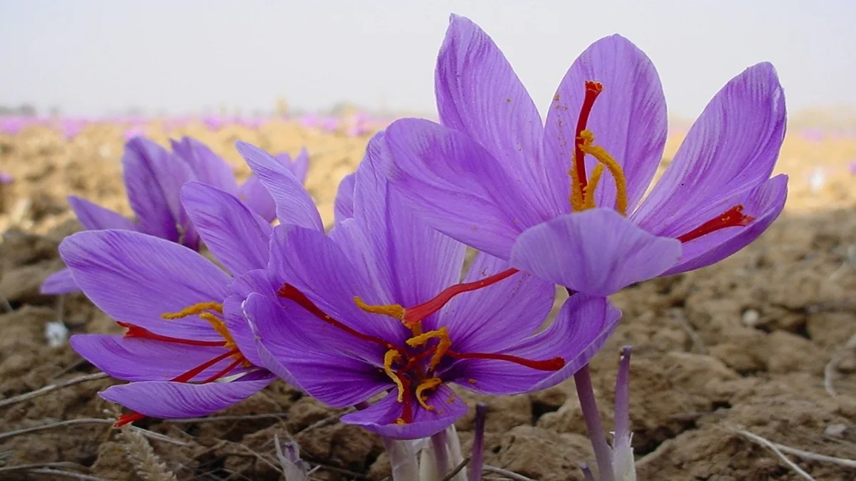 Saffron Price Hike India