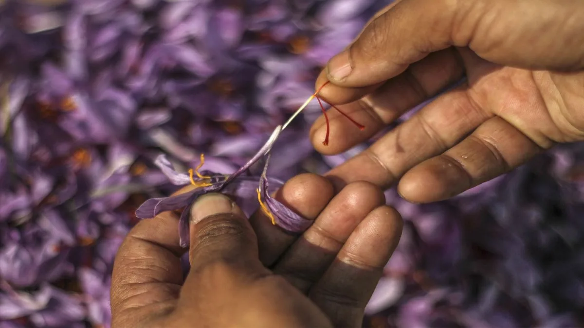 Saffron Price Hike India