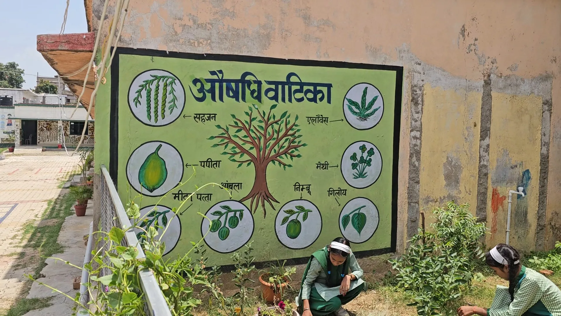 Medicinal Garden in the School